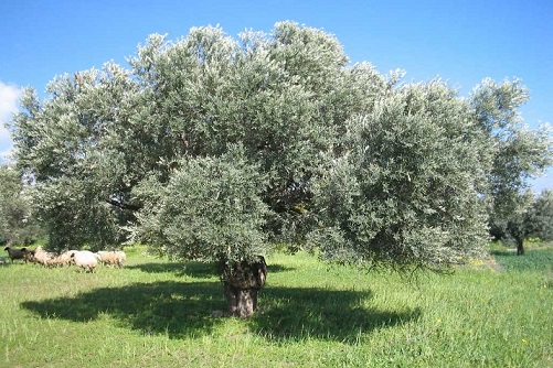 Στη Βόρεια Εύβοια κλιμάκιο του ΕΛΓΑ για να εκτιμήσει τις ζημιές σε ελαιόδεντρα