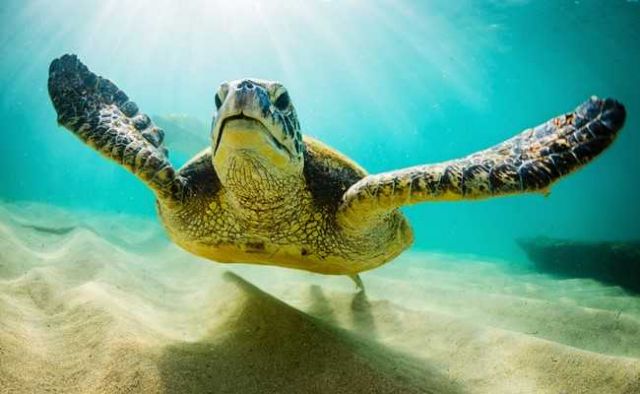 Καρέ – καρέ η διάσωση μιας θαλάσσιας χελώνας