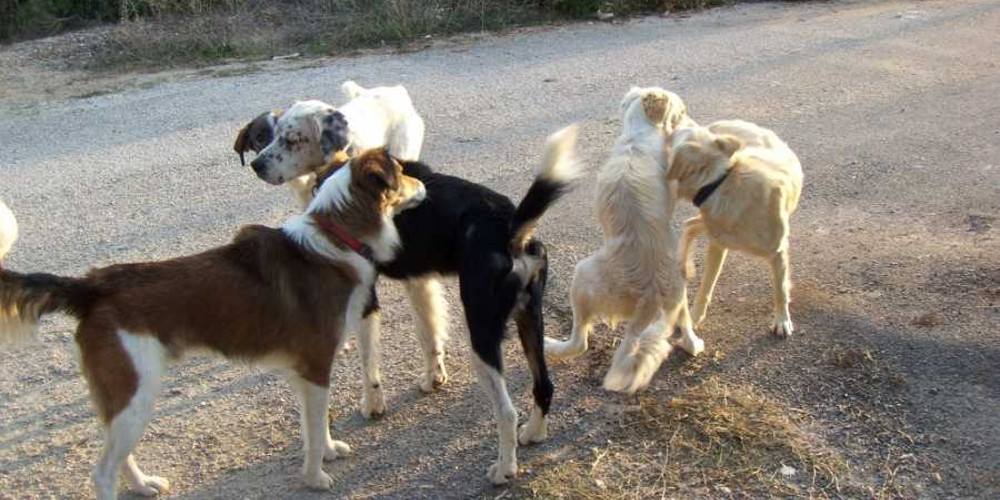 Σκότωσαν 12 σκυλιά με φόλες σε κτηνοτροφική μονάδα