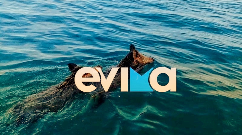 Εύβοια: Πανικός με αγριογούρουνα που κολυμπούσαν στην παραλία της Χαλκίδας