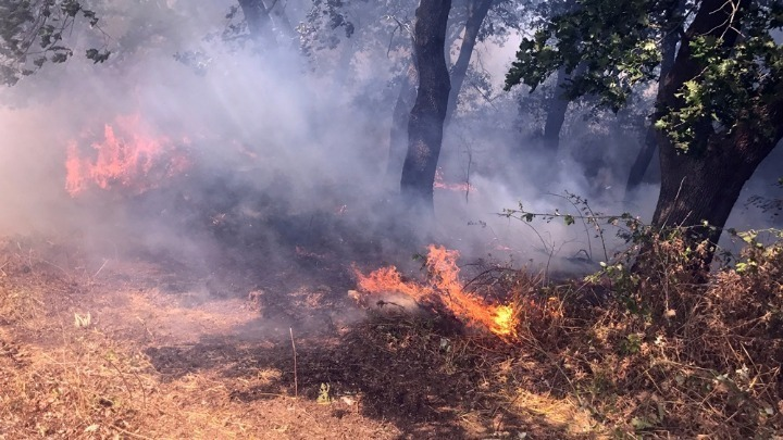 Σε συναγερμό σήμερα η Χαλκίδα: Πολύ υψηλός κίνδυνος πυρκαγιάς