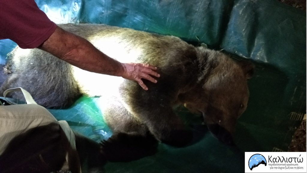 Αρκούδα εμφανίστηκε σε κατοικημένη περιοχή: Απομακρύνθηκε με ασφάλεια από περιβαλλοντική οργάνωση