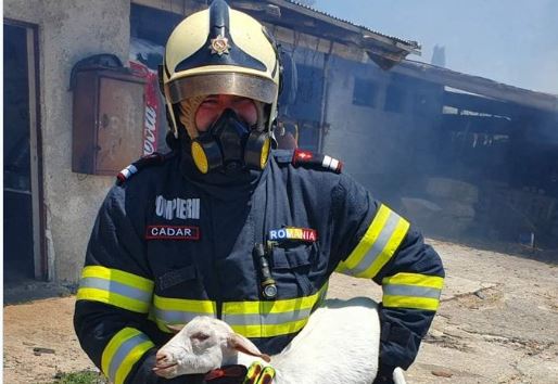 Σχηματάρι: Ρουμάνος πυροσβέστης σώζει προβατάκι από τη φωτιά