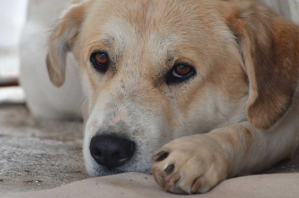 Απίστευτη κτηνωδία σκότωσαν με φόλες 12 σκυλιά