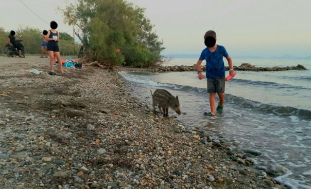 Μικρό αγριογούρουνο κάνει μπάνιο και παίζει με παιδιά σε παραλία (pics)