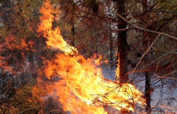 Φωτιά και στη Μεσσηνία κοντά στη Χρυσοκελλαριά – Μεγάλη κινητοποίηση της Πυροσβεστικής