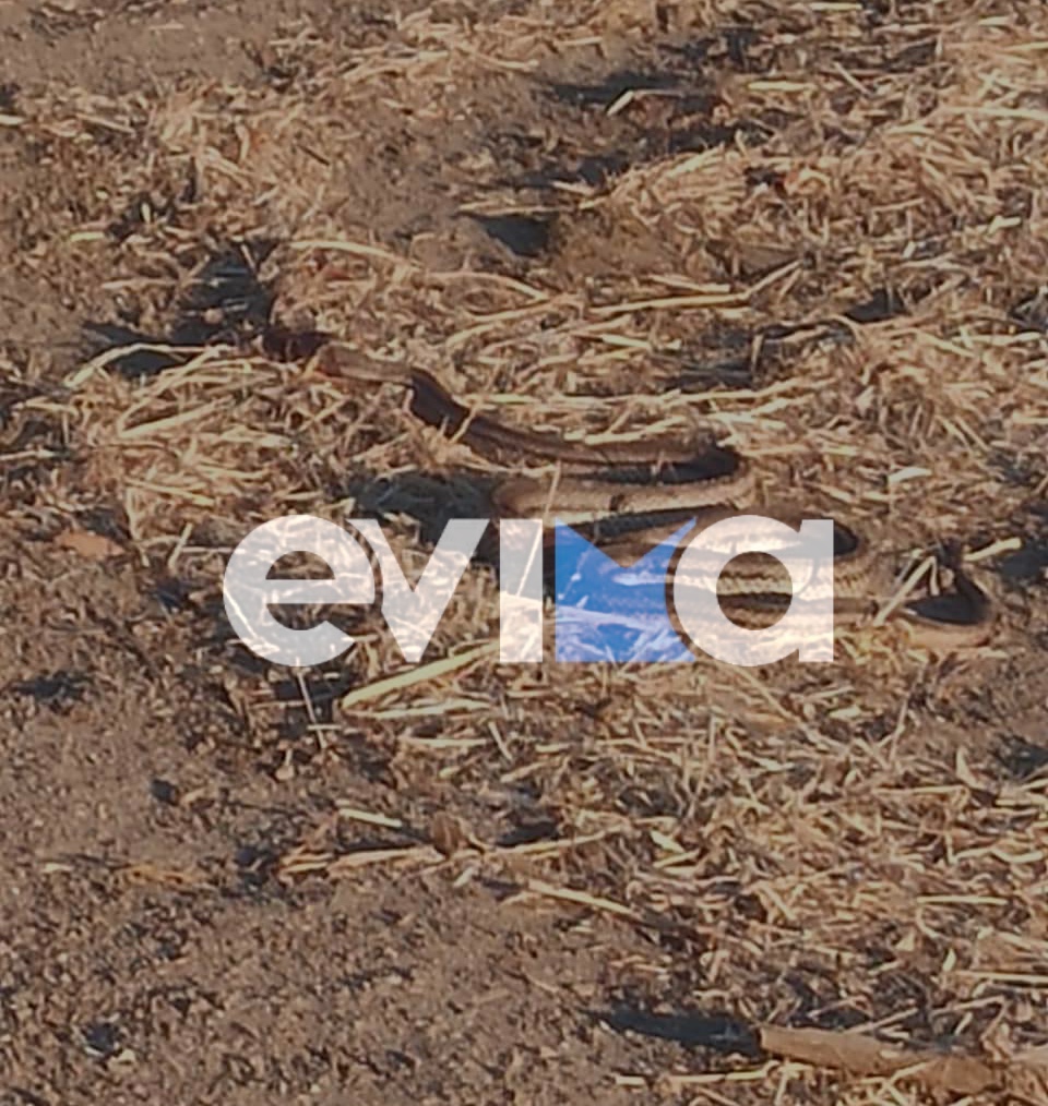 Τρόμος στην Εύβοια: Αγρότης είδε τεράστιο φίδι μέσα στο κοτέτσι (pics)