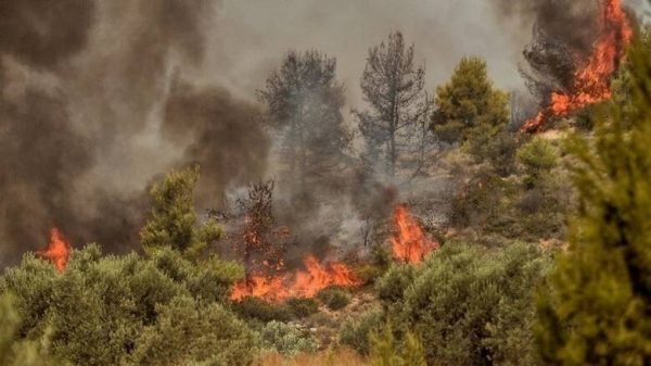 Στο «πορτοκαλί» σταθερά η Εύβοια- Πολύ υψηλός κίνδυνος πυρκαγιάς για σήμερα