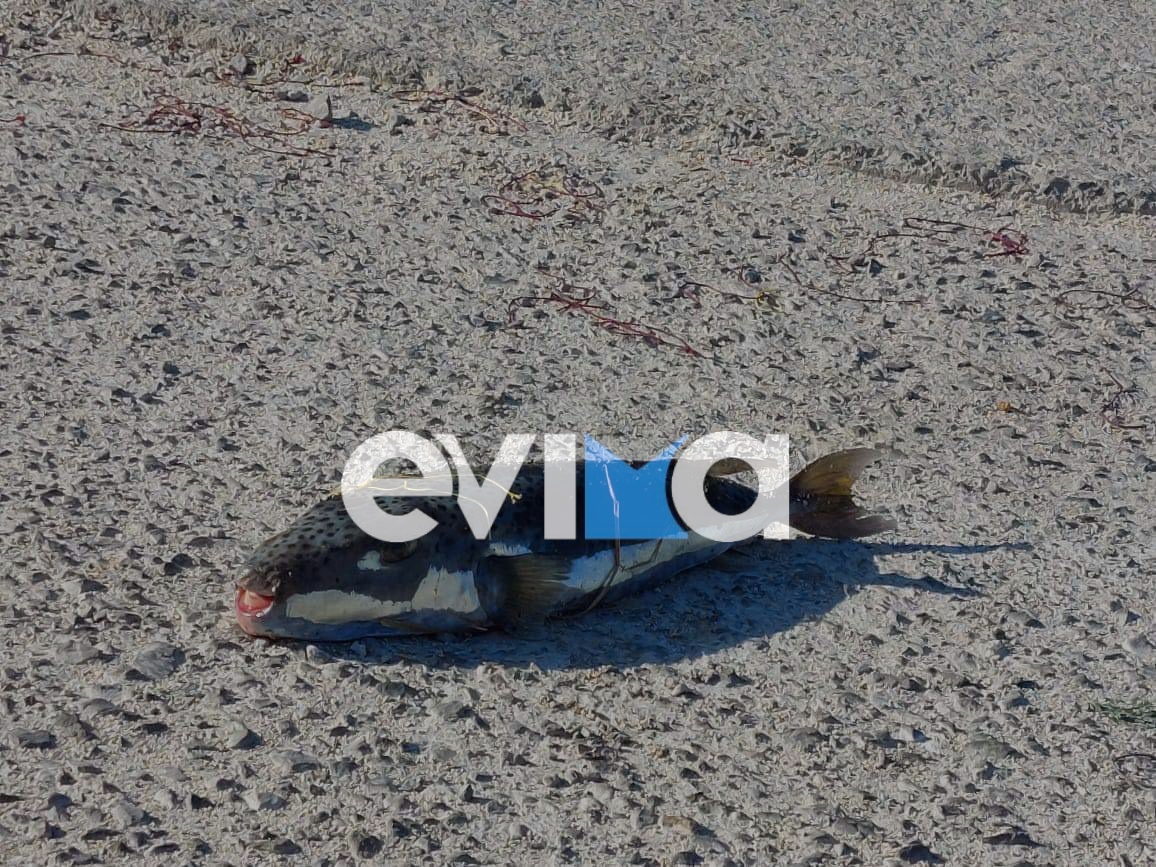 Ψαράς έπιασε λαγοκέφαλο στην Εύβοια – Πόσο επικίνδυνο είναι