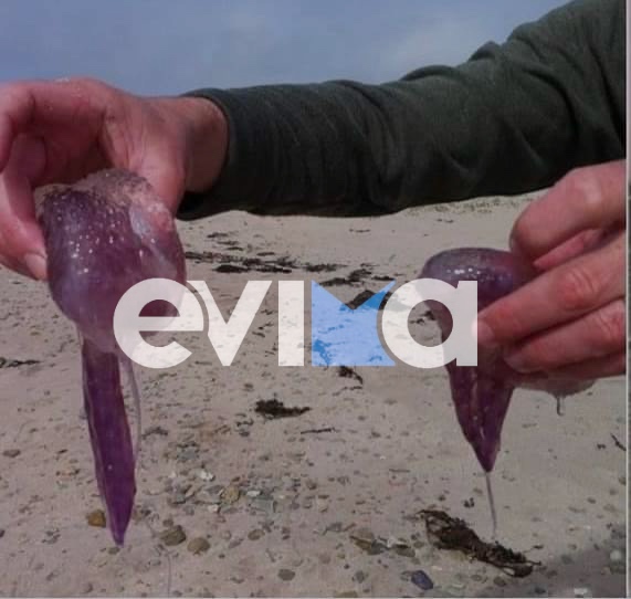 Eύβοια: Η κακοκαιρία «καθάρισε» τις παραλίες από τις μωβ μέδουσες