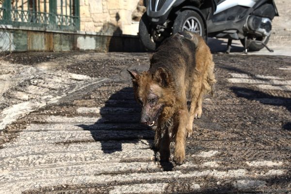 Πεντέλη: Συγκλονίζει σκύλος που τριγυρίζει μόνος του με εγκαύματα στο πρόσωπο