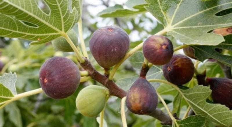 Εύβοια: Δημοσιεύτηκε η υπουργική απόφαση για την ενίσχυση των επιχειρήσεων σύκου