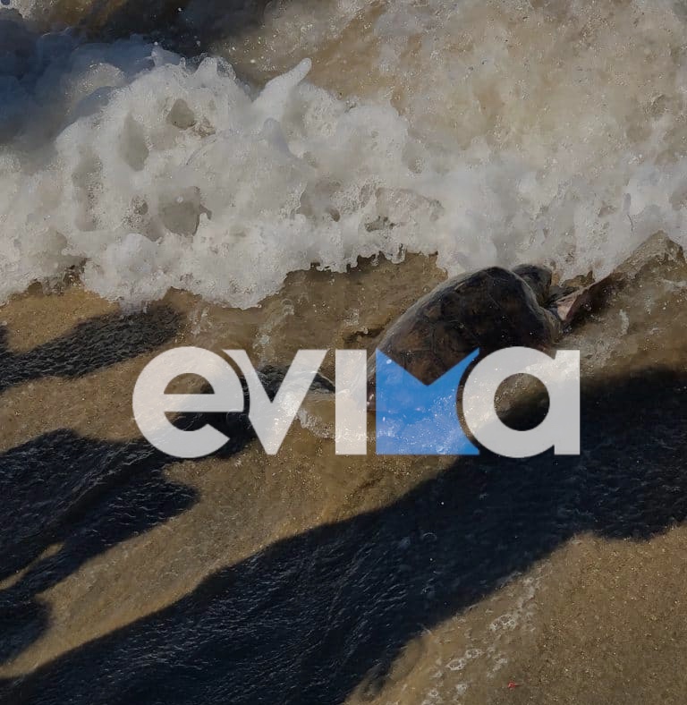 Εύβοια: Διάσωση θαλάσσιας χελώνας στο Στόμιο Πετριών