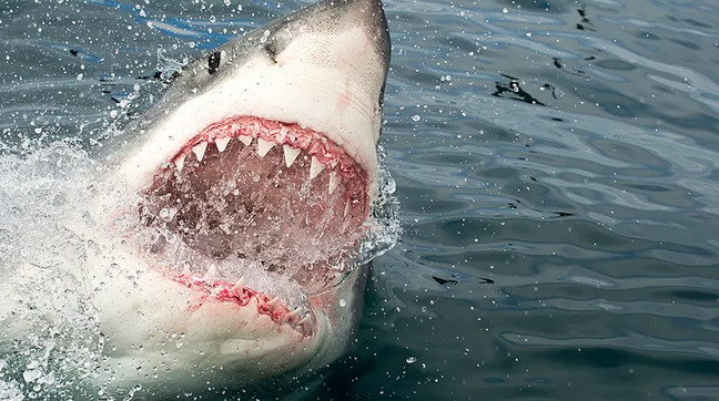 Τρόμος για 13χρονο παιδί – Πώς σώθηκε από τα δόντια του…καρχαρία