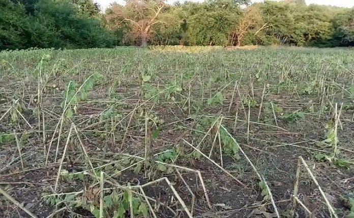 Εύβοια: Σε «μέγγενη» οι αγρότες από τις τιμές στο ηλεκτρικό ρεύμα