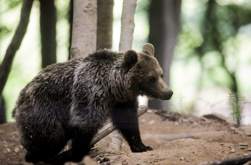 «Συνελήφθη» αρκούδα- κλεφτοκοτάς: Άδειαζε κοτέτσια και περιστερώνα