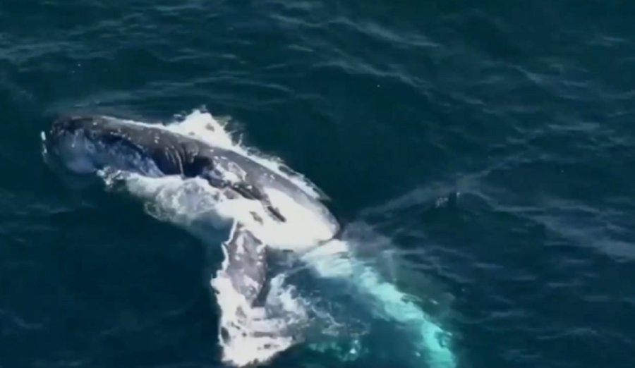 Φάλαινα παίζει με κοπάδι από δελφίνια σε ακτή -Απίθανο βίντεο