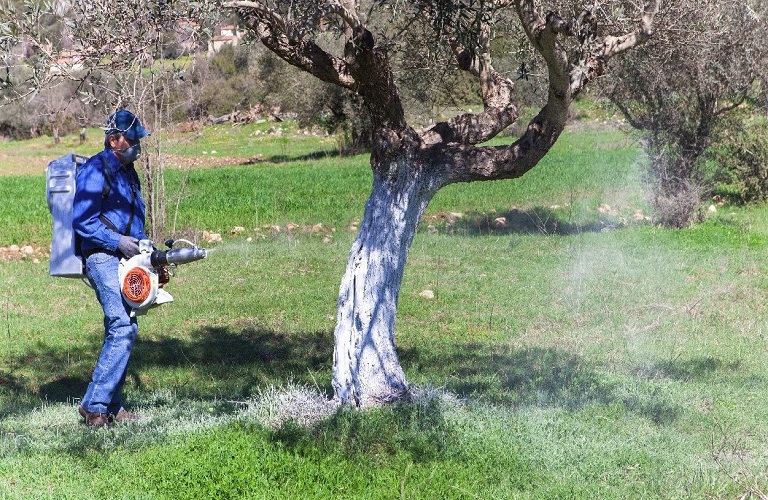 Εύβοια: Σε ποιες περιοχές του δήμου Ιστιαίας-Αιδηψού θα γίνουν ψεκασμοί για τον δάκο