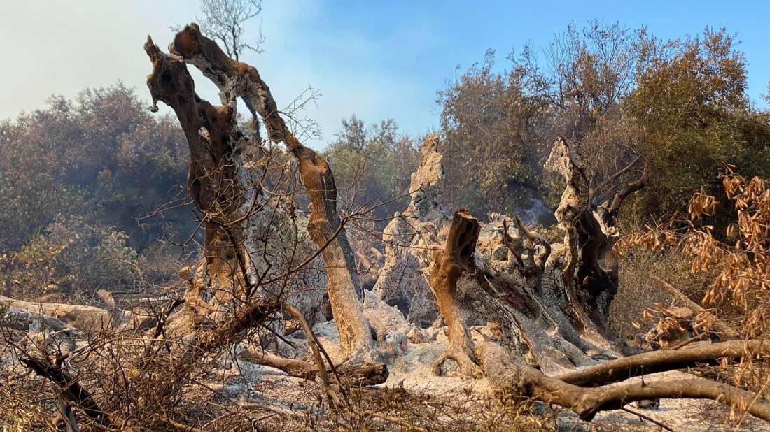 Θλιβερή απροσεξία: Έκαψαν πλάτανο 180 ετών παίζοντας με δυναμιτάκια