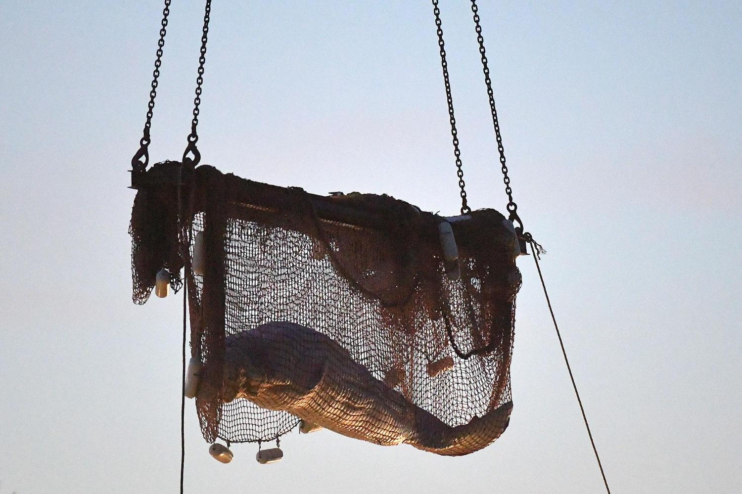 Πέθανε η φάλαινα μπελούγκα που είχε εγκλωβιστεί στον Σηκουάνα
