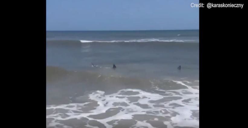 Τρόμος: Καρχαρίες βγήκαν στις ακτές κοντά σε λουόμενους- Δείτε βίντεο