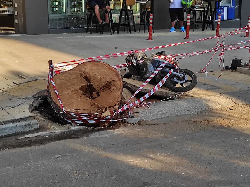 Βίντεο ντοκουμέντα από τη στιγμή που δέντρο καταπλακώνει τον 50χρονο στην Κρήτη