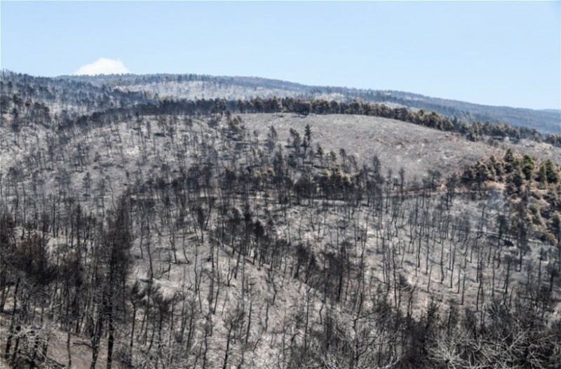 Βόρεια Εύβοια: Ο απολογισμός ένα χρόνο μετά τις καταστροφικές πυρκαγιές