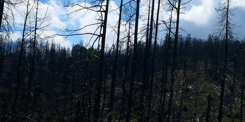 Έρχεται ελεγχόμενη καύση στην Εύβοια: Τι είναι αυτή η πρακτική και πως θα προστατεύσει τα δάση του νησιού Έρχεται ελεγχόμενη καύση στην Εύβοια: Τι είναι αυτή η πρακτική και πως θα προστατεύσει τα δάση του νησιού