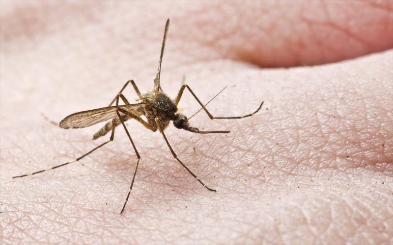 Κουνούπια: Έτσι προστατεύομαστε από τα τσιμπήματά τους