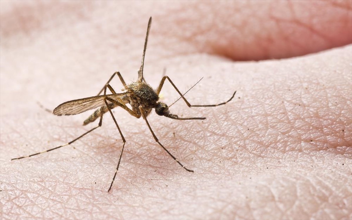 Ψεκασμοί για τα κουνούπια στην Εύβοια: Σε ποιες περιοχές γίνονται αυτή την εβδομάδα