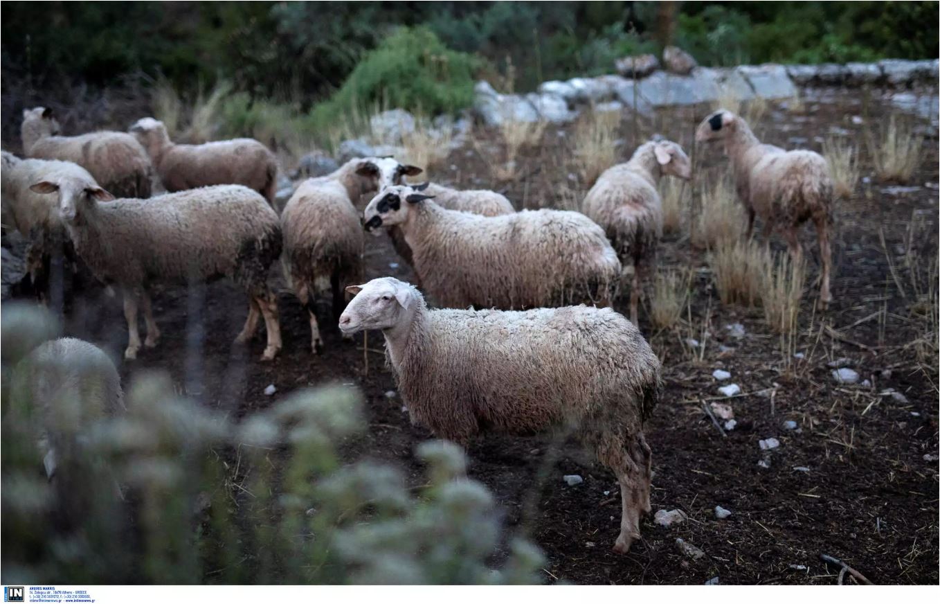 Κεραυνός σκότωσε κοπάδι με 50 πρόβατα