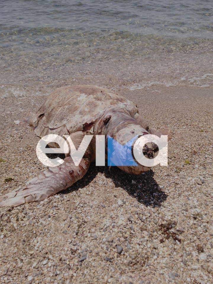 Χελώνα καρέτα – καρέτα βρέθηκε νεκρή σε παραλία της Εύβοιας