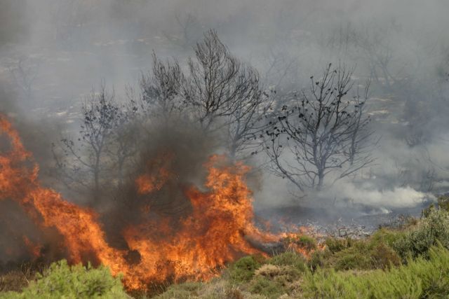 Φωτιά στη Σαλαμίνα – Συναγερμός στην Πυροσβεστική