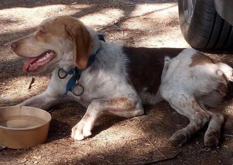 Εύβοια: Ζητείται φιλοξενία για σκυλάκι στην περιοχή της Λίμνης