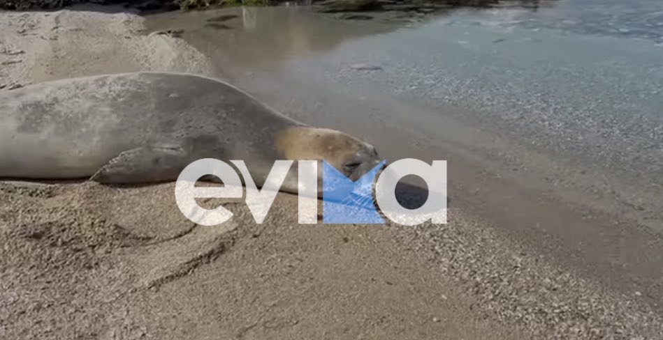 Φώκια έκανε την εμφάνισή της σε παραλία της Εύβοιας