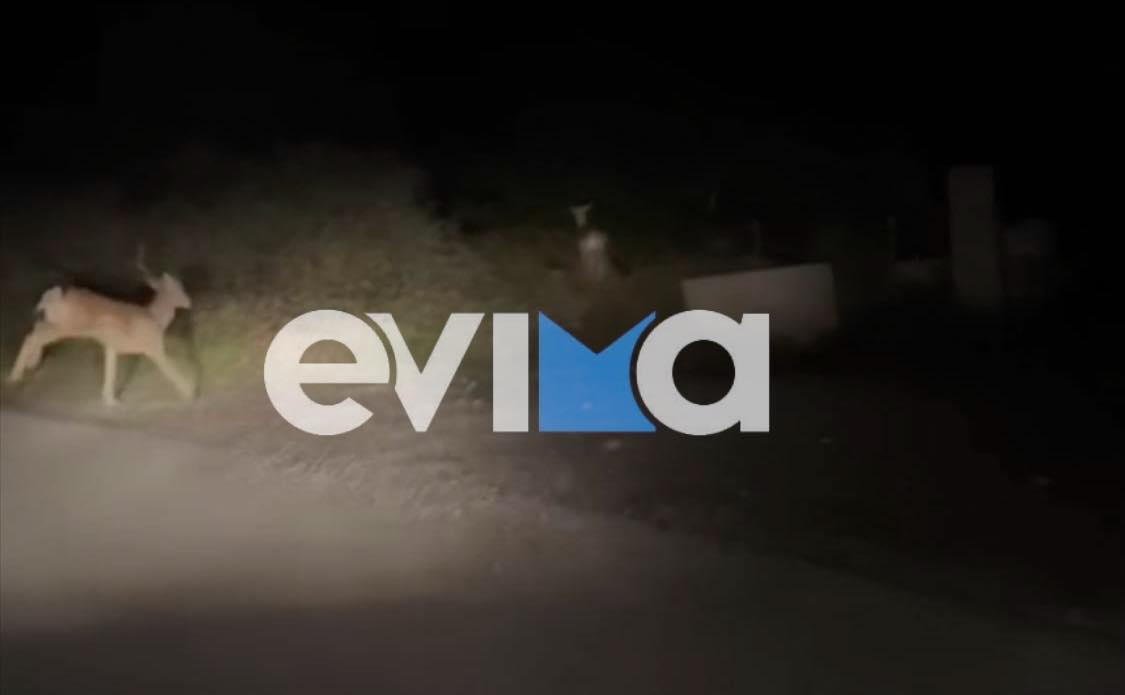 Εύβοια: Ελάφια εθεάθησαν σε δρόμους του νησιού