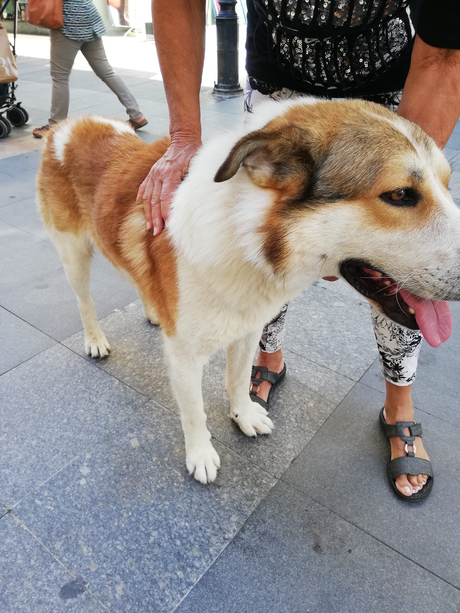 Πανικός στη Χαλκίδα με σκυλί που επιτέθηκε σε παιδιά και άλλο σκύλο