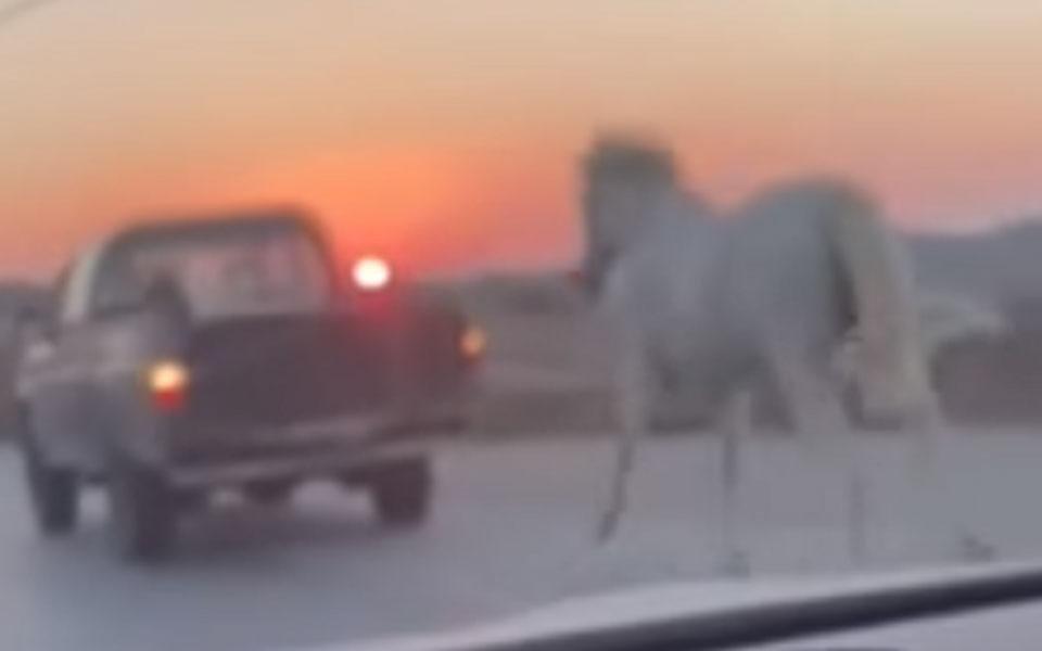 Νέα υπόθεση κακοποίησης ζώου: Έδεσαν και έσερναν πίσω από αγροτικό, άλογο