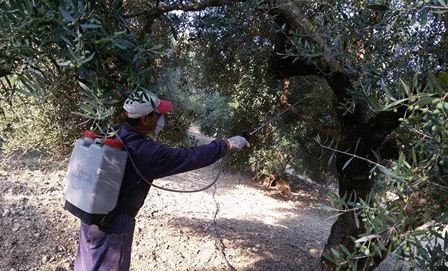 Εύβοια: Αύριο οι ψεκασμοί για την καταπολέμηση του δάκου στο δήμο Ιστιαίας-Αιδηψού