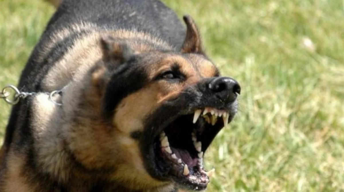 Επίθεση λυκόσκυλου σε βρέφος: Η ιδιοκτήτρια του σκύλου μηνύει τον πατέρα του βρέφους για επίθεση