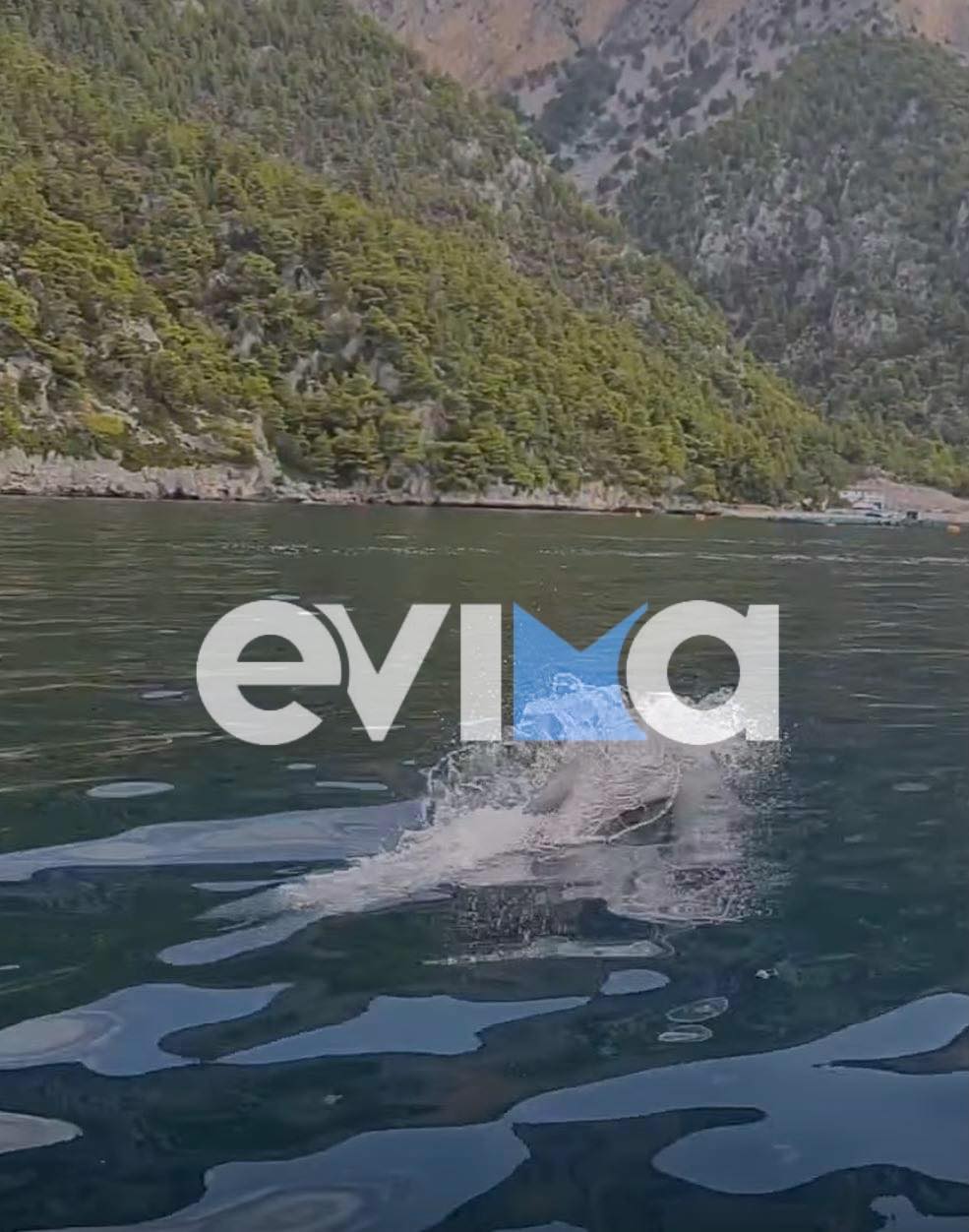 Δελφίνια εμφανίστηκαν σε παραλία της Εύβοιας – Μαγικές εικόνες