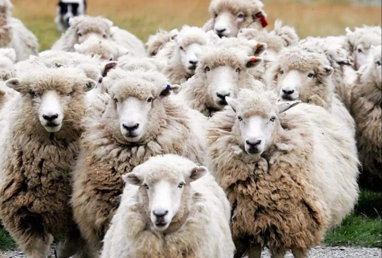Ποδοπατήθηκαν και πέθαναν 60 πρόβατα από επίθεση λύκου