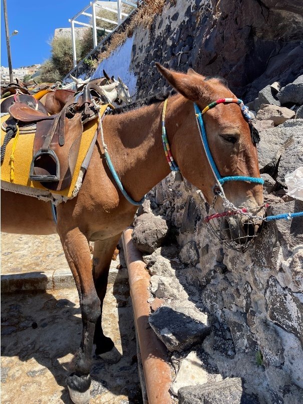 «Καμπανάκι» από την PETA για χτυπημένα γαϊδουράκια στη Σαντορίνη: «Σταματήστε να τα κακοποιείτε»