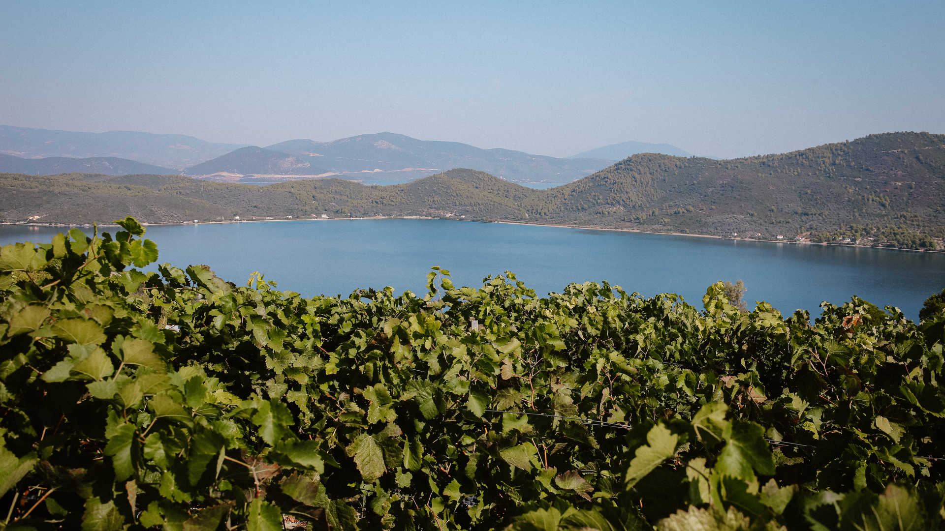 Εύβοια η Πολυστάφυλος: Τα λίγα αλλά ποιοτικά οινοποιεία του νησιού