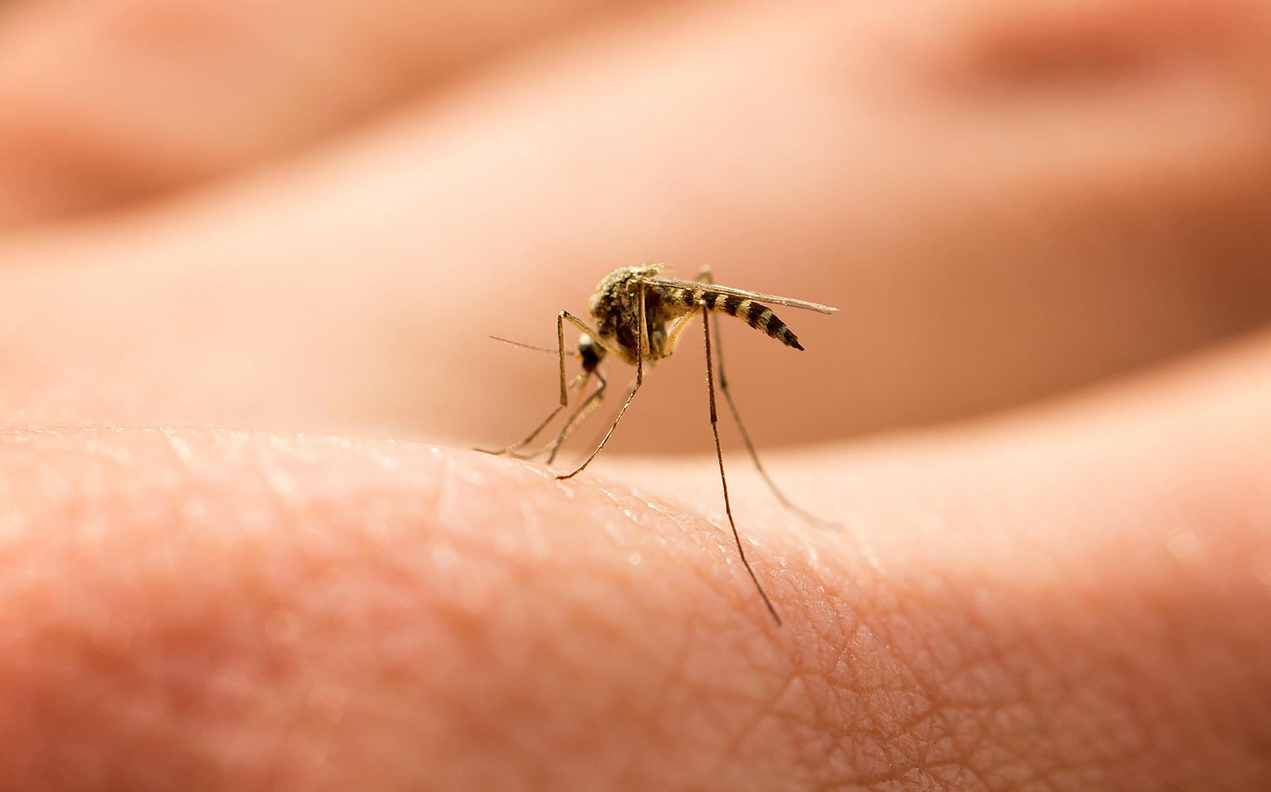 Προειδοποίηση του ΕΟΔΥ: Προφυλαχτείτε από τα κουνούπια