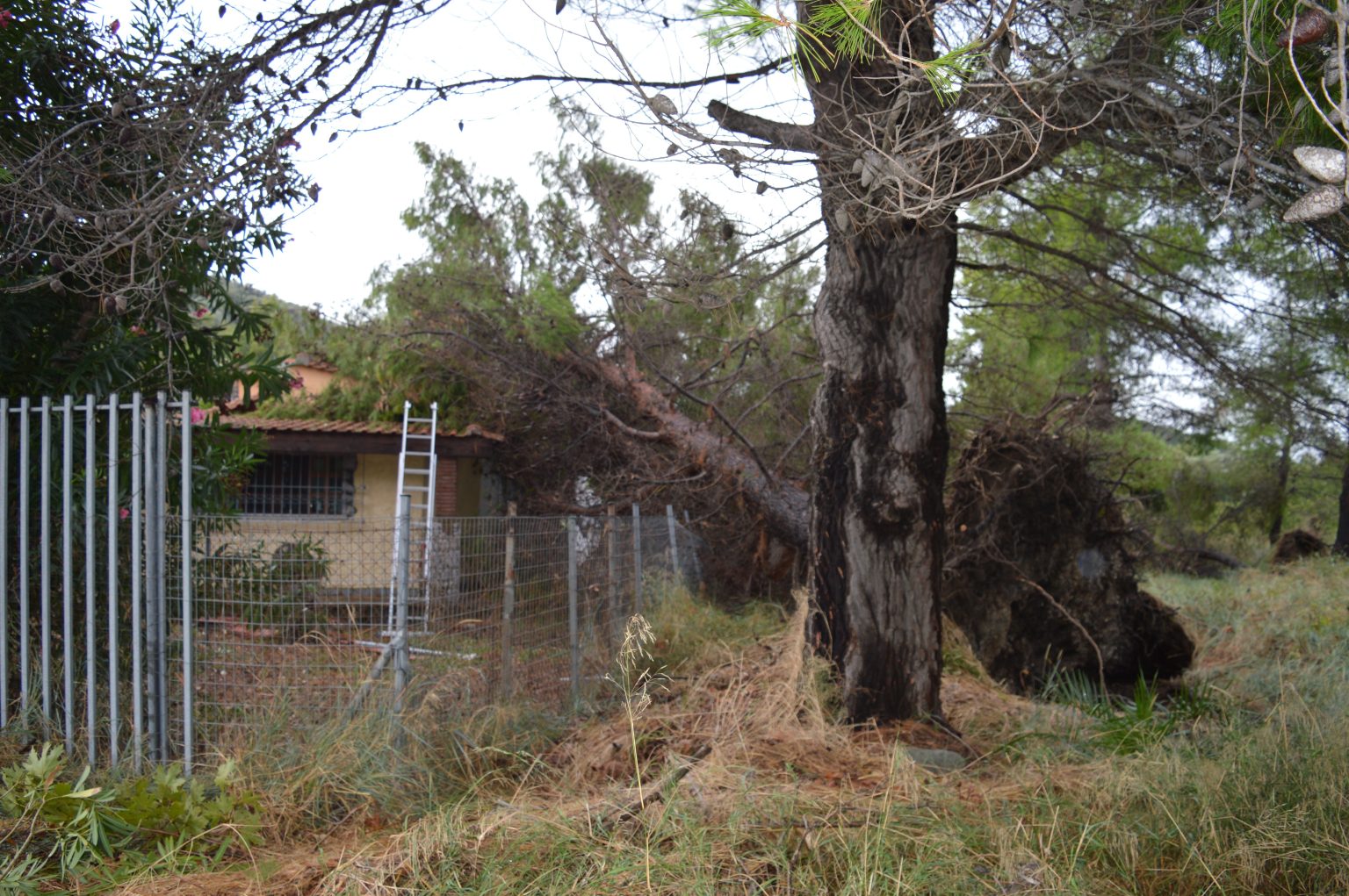 Εύβοια: Δέντρο ξεριζώθηκε και έπεσε σε σπίτι από την κακοκαιρία- Απίστευτη η μανία της φύσης στην Νησιώτισσα