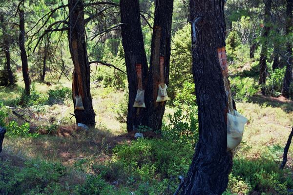 Βόρεια Εύβοια: Διαμαρτύρονται εναντίον της κυβέρνησης οι ρητινοκαλλιεργητές