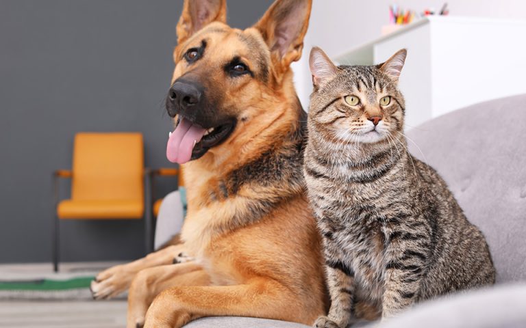 ΕΟΦ: Ανακαλεί παρτίδα κτηνιατρικού φαρμάκου για σκύλους και γάτες