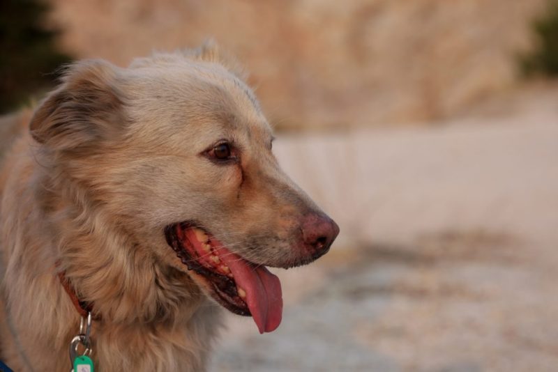Εύβοια: Φρίκη στην Μακρυκάπα- Ακόμη ένα σκυλάκι θανατωμένο στην πλατεία