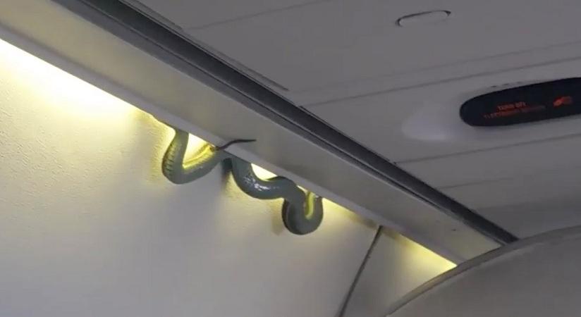 Πανικός σε αεροπλάνο – Φίδι έκανε βόλτες στην business class